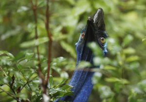 Southern Cassowary, by Steve Bond