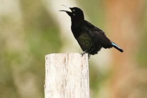 mature male Victoria's Riflebird, displaying, by Steve Bond