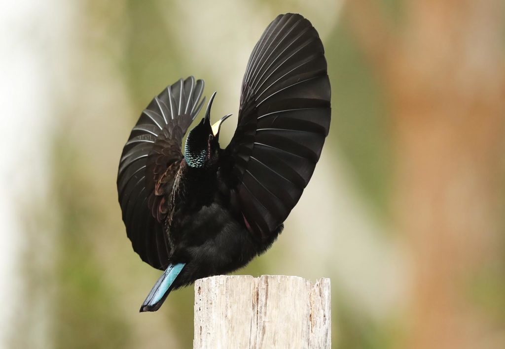mature male Victoria's Riflebird, displaying, by Steve Bond