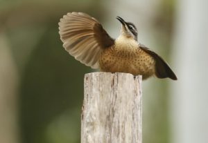 immature male Victoria's Riflebird, displaying, by Steve Bond