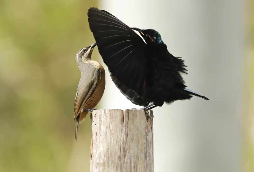 mature male Victoria's Riflebird, displaying, by Steve Bond
