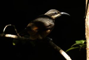 female Victoria's Riflebird,by Steve Bond
