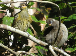 Macleay's & Bridled Honeyeaters