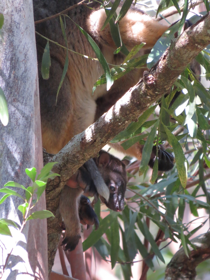 Tree-roo baby in pouch