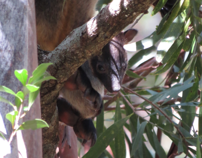 Tree-roo baby close-up