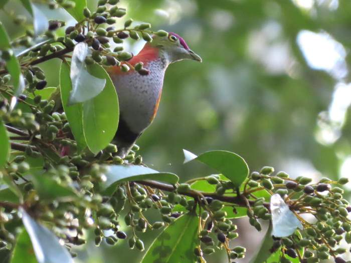 Superb Fruit-dove male in Symplocos tree