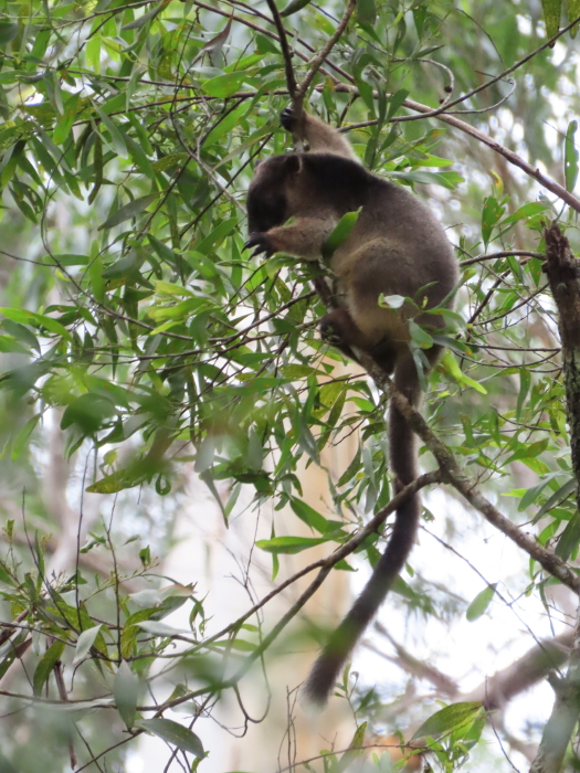 tree-kangaroo joey