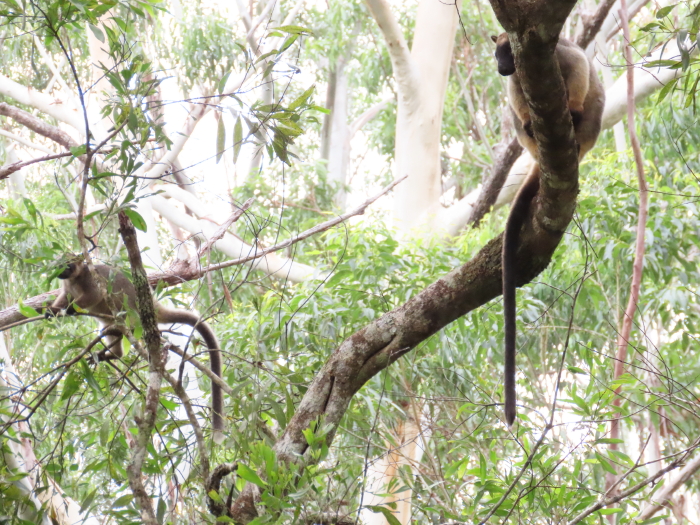 tree-kangaroo mum and joey