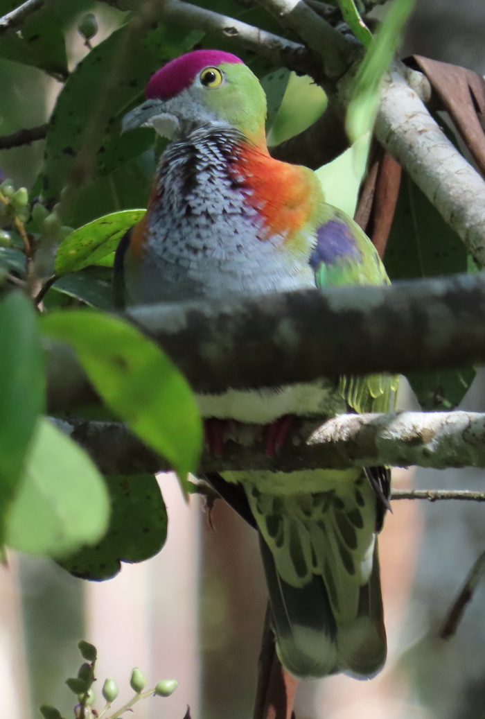 Superb-Fruit-dove