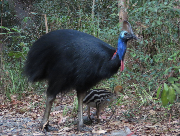 5 year old cassowary and 2 month old chick