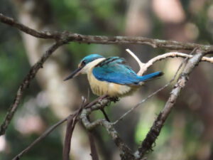 Sacred Kingfisher