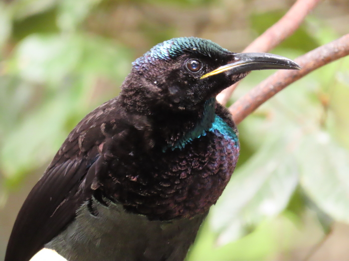 Victoria's Riflebird plumage close-up