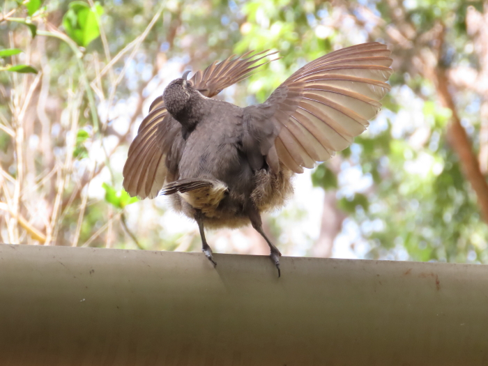 young male Victoria's Riflebird