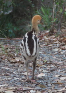 cassowary chick