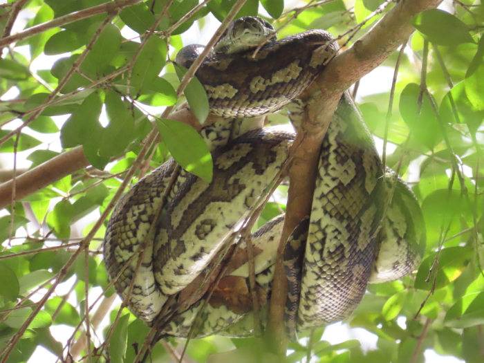 Carpet Python