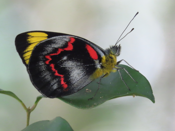 Black Jezebel