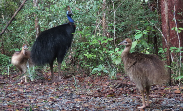 male cassowary and 2 chicks