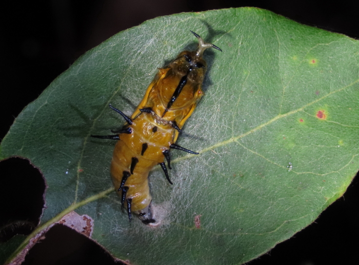 Black Jezebel chrysalis