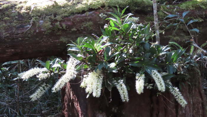 Oak Orchid
