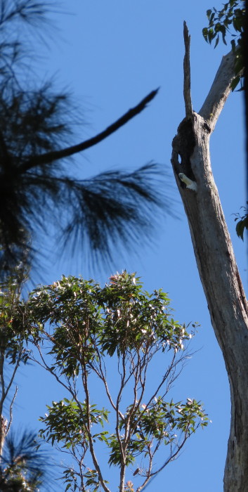 Sulphur-crested Cockatoo on nest