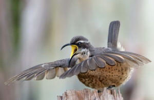 Victoria's Riflebird by Steve McLean