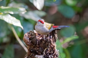 Red-browed Finch by Steve McLean