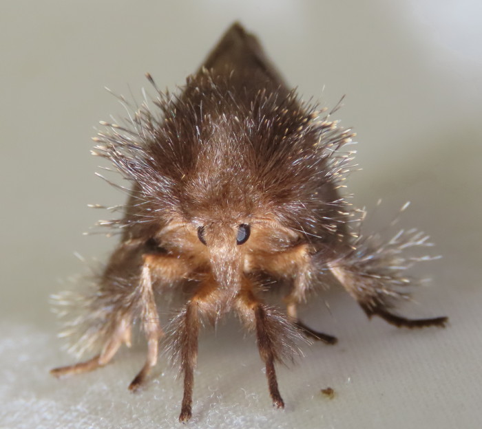 hairy moth