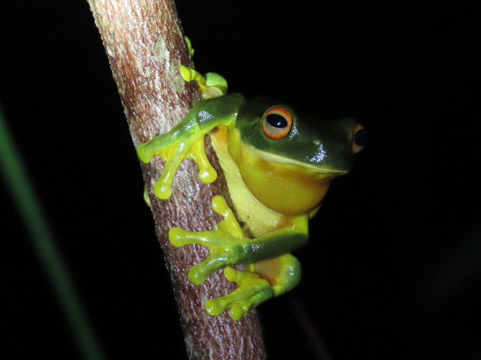 Orange-thighed Treefrog