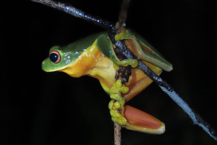 Orange-thighed Treefrog