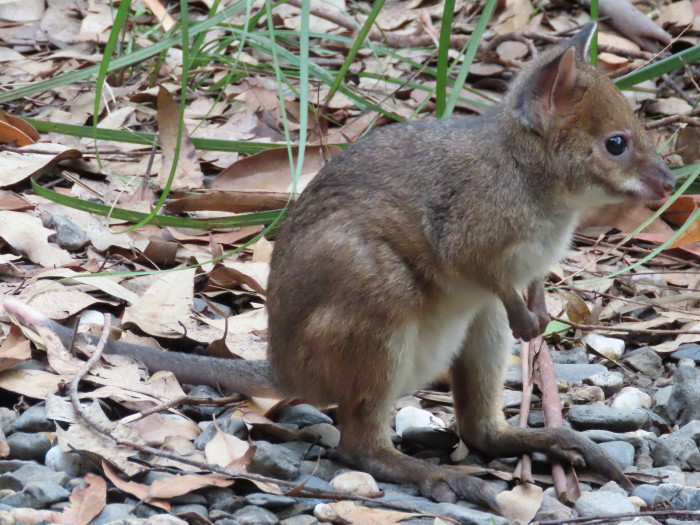 baby pademelon almost in pouch