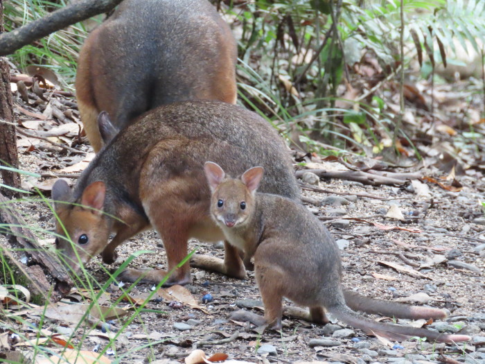 baby pademelon with mum and male