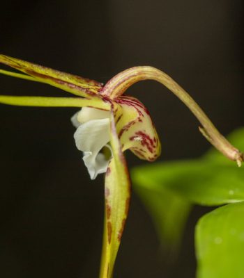 Tree Spider Orchid, photo by Julia Sumerling