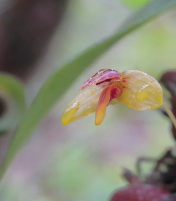 Bulbophyllum whitei