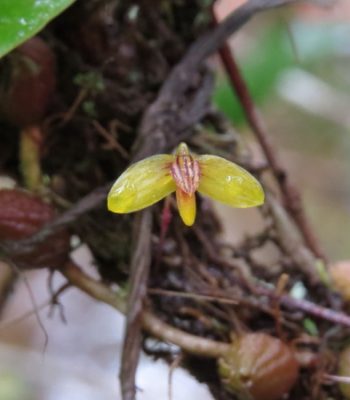 Bulbophyllum whitei