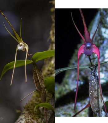Tree Spider Orchid, Dendrobium tetragonum by Julia Sumerling