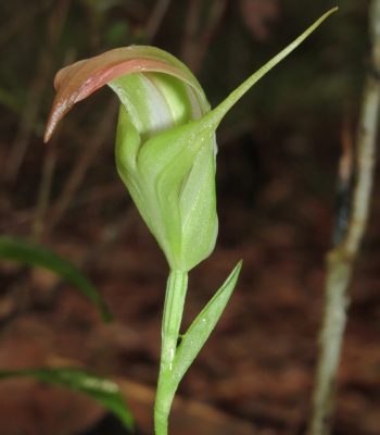 Greenhood Orchid