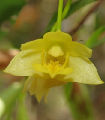 Buttercup Orchid, Trachyrhyzum agrostophyllum