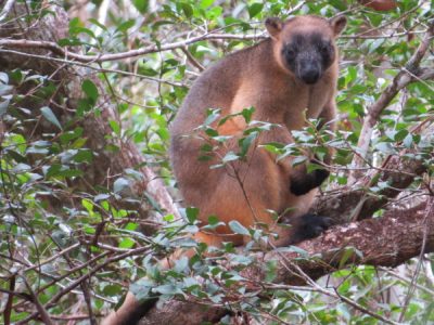 the same male tree-kangaroo