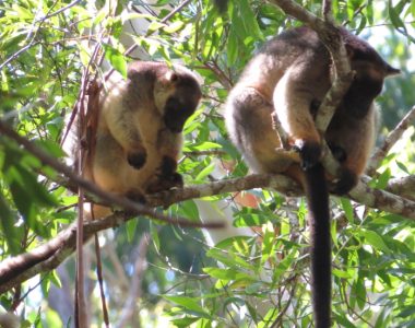 Lumholtz's Tree-kangaroos