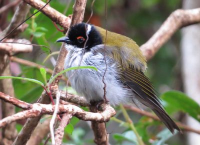 White-naped Honeyeater