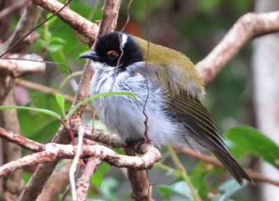 White-naped Honeyeater